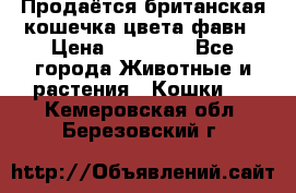 Продаётся британская кошечка цвета фавн › Цена ­ 10 000 - Все города Животные и растения » Кошки   . Кемеровская обл.,Березовский г.